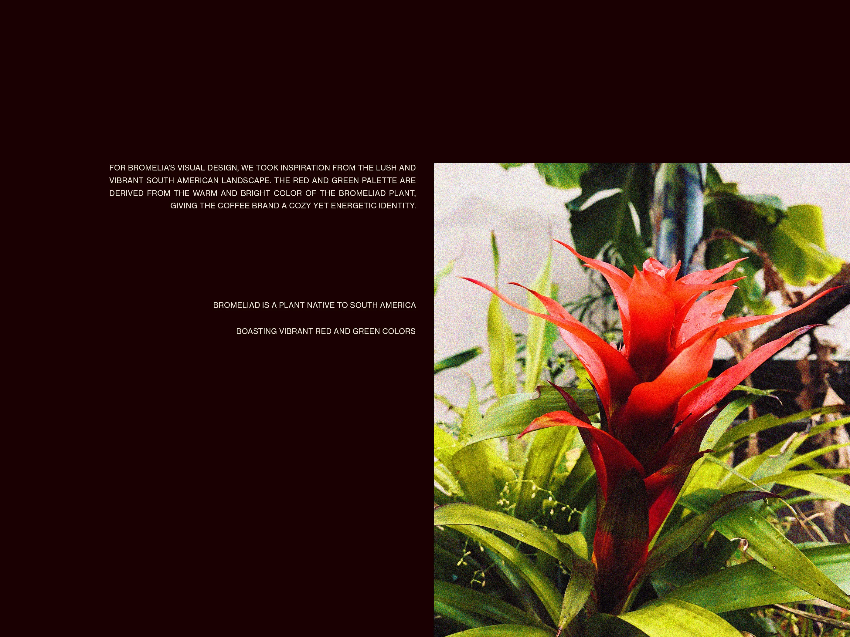 bromeliad plant