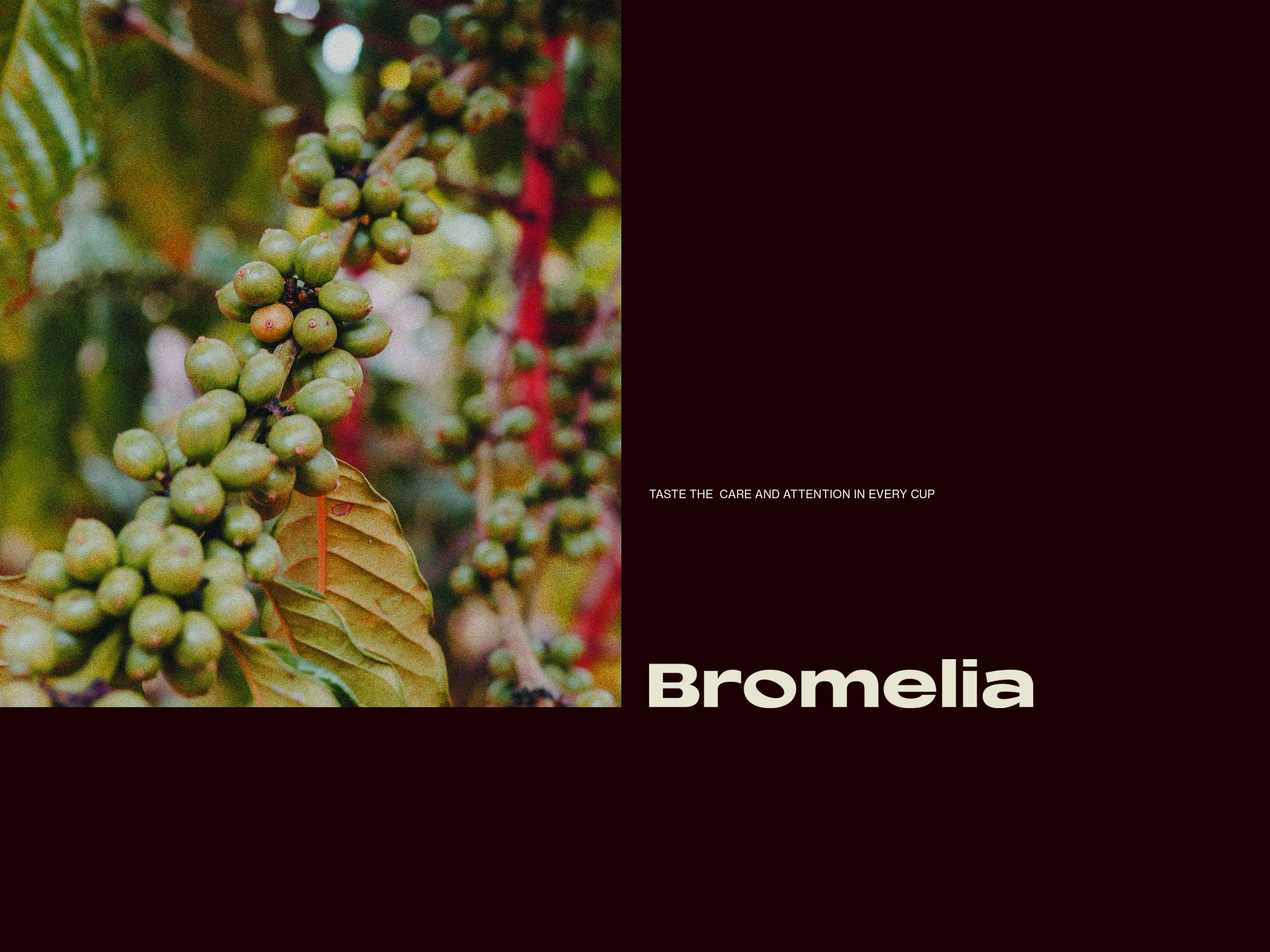 coffee plant
